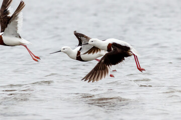 Obraz premium Banded Stilts Rising From Water - Coordinated Group Flight Captured