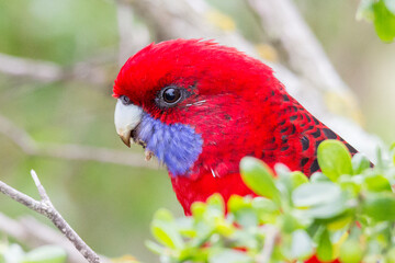 Close Profile of Crimson Rosella Mid-Meal - Native Australian Bird