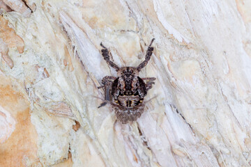 Top-Down View of Bizarre-Looking Tree Hopper Juvenile