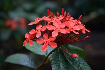 Ixora coccinea or jungle geranium is a flowering plant from the Rubiaceae family