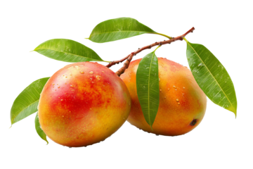 Ultra-detailed ripe mango clipart with vibrant yellow flesh and tropical leaf accents isolated on transparent background — high-resolution PNG cutout ideal for summer fruit branding and digital design