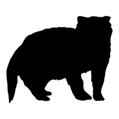 Badger silhouette. Realistic vector animal