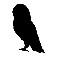 Barn owl silhouette. Realistic vector animal