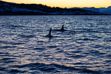 Killer whales orcgas swim in the icy waters of the Norwegian Sea near the city of Tromso in search of herring for food.