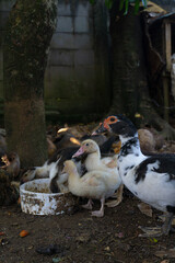 Close-Up Duck Portrait in Natural Light