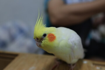 Cockatiel.
