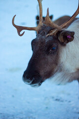 Close-up portrait of a reindeer standing in a Sami camp near Tromsø, Northern Norway – an animal central to Sami culture and traditional livelihoods.