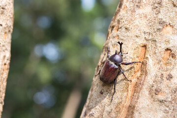 Rhinoceros beetles on the tree