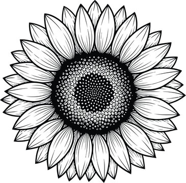 Detailed line art illustration of a sunflower with intricate patterns on a white background view from above