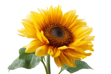 Fototapeta premium Luminous golden sunflower blossom isolated on crisp transparent background high‑resolution PNG cutout for vibrant summer floral design, eco‑friendly branding, garden decor and cheerful nature