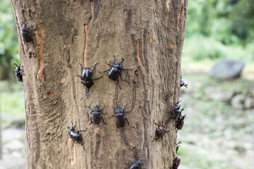 Outdoor tree with many wild crawling beetles