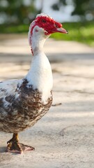 Duck walking around in park.