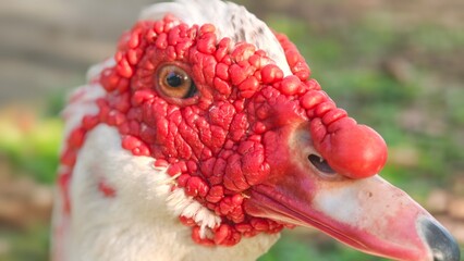 Detailed of a red headed duck.