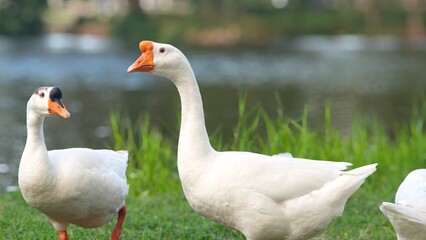 White goose pecking grass around the lake.