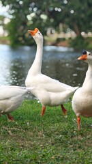 White goose pecking grass around the lake.