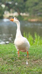 White goose pecking grass around the lake.