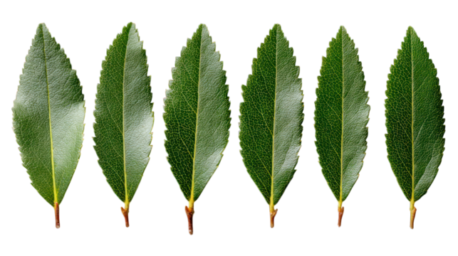 Six glossy green leaves are aligned, dark background