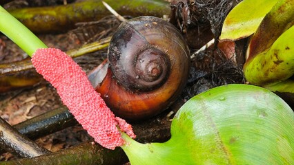 Golden apple snail or Channeled apple snail. © lesyeuxdedidi