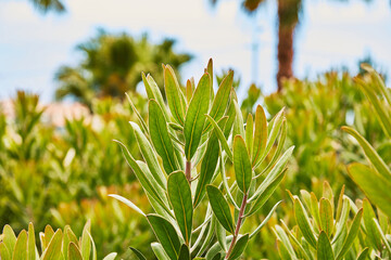 Vibrant green leaves of a healthy shrub basking in bright natural light, with soft background foliage creating a serene garden or park scene on a sunny day.