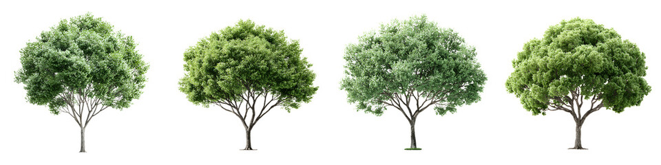 Obraz premium Set of Four Trees with Green Leaves Isolated on White Background