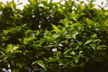 Close-up view of fresh green leaves and tiny flower buds on a vibrant bush or shrub, with a soft bokeh background, highlighting nature's budding beauty and lush foliage in natural light.