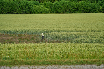 Black and white Stork walking through a lush green meadow.