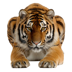 Fototapeta premium Tiger crouched and ready to pounce and hunting mode with focused expression and isolated white background Batch realistic clean bright simple modern stock image isolated on plain background for web