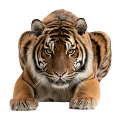 Obraz premium Tiger crouched and ready to pounce and hunting mode with focused expression and isolated white background Batch realistic clean bright simple modern stock image isolated on plain background for web