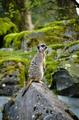 Meerkat on Rock: Wildlife Photography in Lush Green Habitat