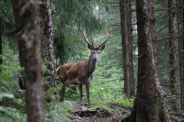 stag in Tatra woods Poland