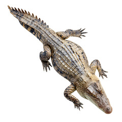 Naklejka premium Top view of a crocodile with scaly skin and long tail and realistic reptile texture and flat layout and isolated white background Batch realistic clean bright simple modern stock image isolated on
