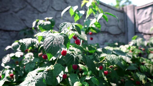 Ripe raspberries close-up on green bushes in summer garden. Bright red berries among leaves, organic harvest, natural vitamins and symbol of healthy eating. Agriculture, environmental friendliness