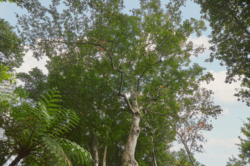 A view looking up into a lush green forest canopy with tall trees and ferns against a soft blue...