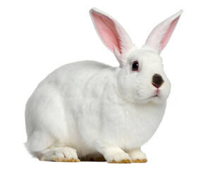 Fototapeta premium White Rabbit with Pink Ears Isolated on White Background
