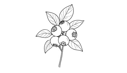 Line art of a blueberry branch with two berries and leaves