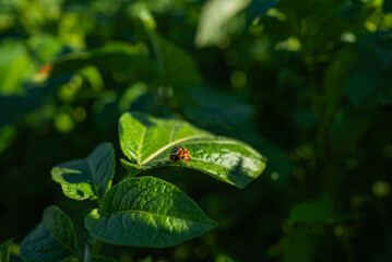 Colorado potato beetle crawling on potato leaves in a sunny cultivated field, causing damage and representing a threat to agricultural production