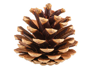 Isolated Pine Cone on White Background