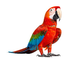 Obraz premium Colorful Parrot with Vibrant Feathers on White Background