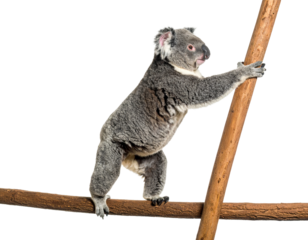 Koala Clinging to Branch in Isolated Setting