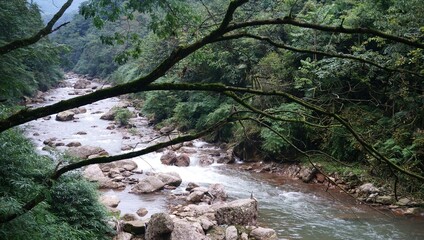 stream in the forest