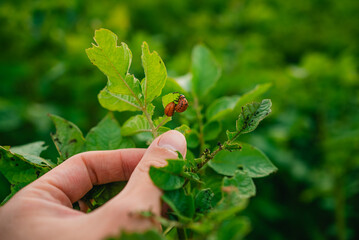 Farmer inspecting potato leaves infested by colorado potato beetles, highlighting the pest's impact...