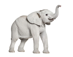 Fototapeta premium Adorable Baby Elephant Standing Alone on White Background