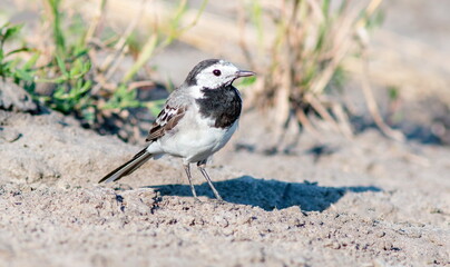 black backed shrike