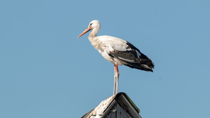 stork in the nest