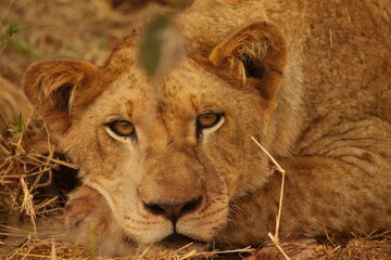 Young Lion Resting in Grass – Intense Stare Close-Up