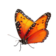 Orange butterfly in flight