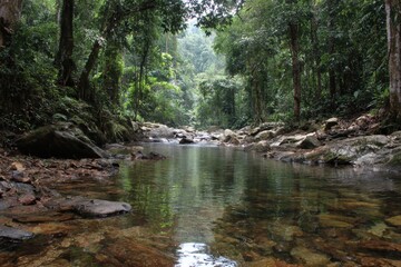 Naklejka premium tranquil jungle stream