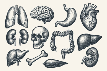 Human anatomy organs vintage engraving illustration vector