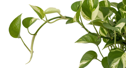 A variegated pothos vine with green and white leaves isolated on transparent background
