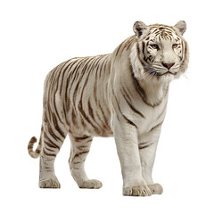 Obraz premium White tiger side view standing tall with powerful legs and tail curled and studio wildlife capture and isolated white background Batch realistic clean bright simple modern stock image isolated on p